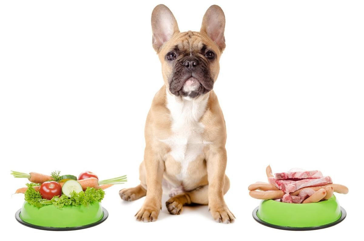 Frenchie with 2 bowls
