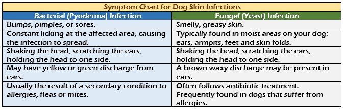 Summary chart of dog skin infections