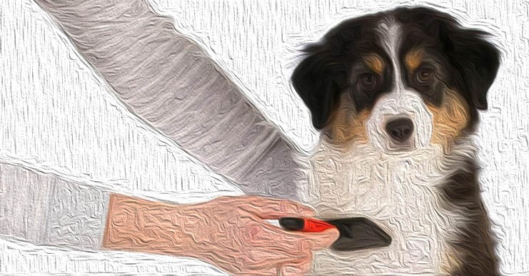 Cepillando a tu perro