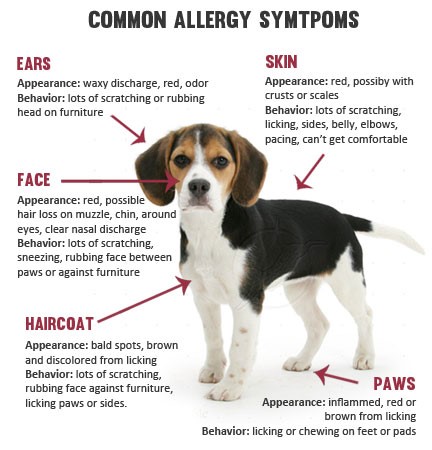 Allergies symptoms
