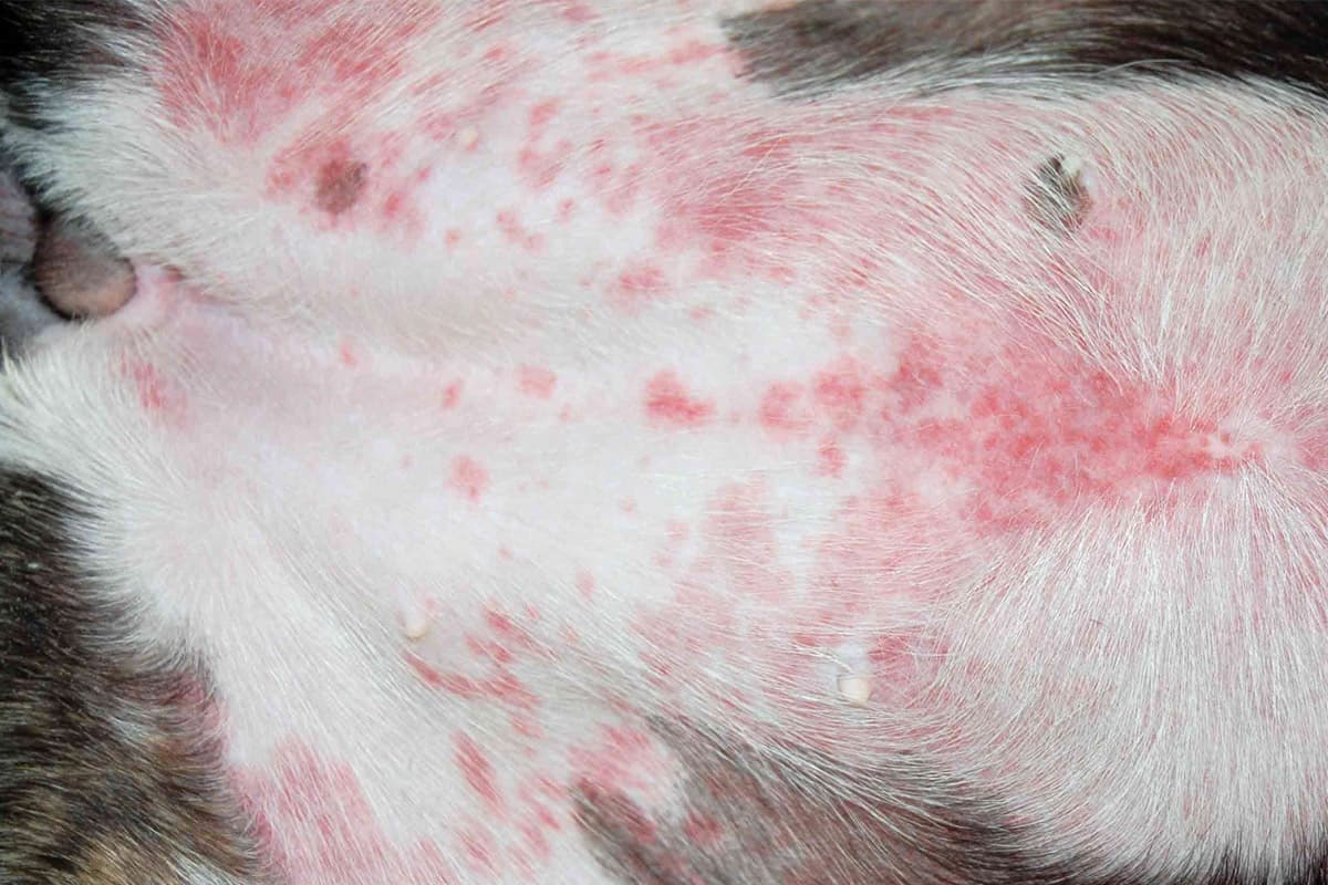 Allergic reaction caused by food